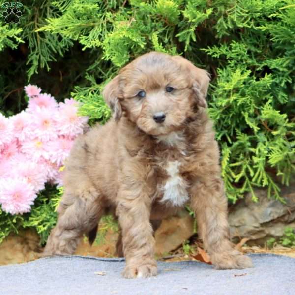 Leo, Mini Bernedoodle Puppy