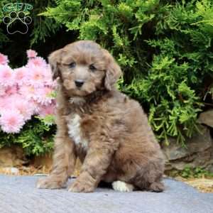 Leo, Mini Bernedoodle Puppy