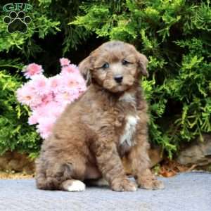 Leo, Mini Bernedoodle Puppy