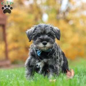 Leo, Miniature Schnauzer Puppy