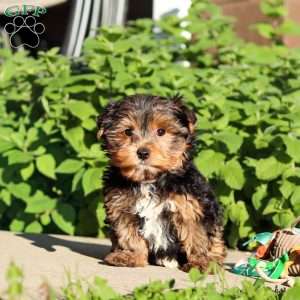 Leo, Yorkie Puppy