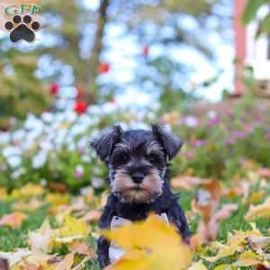 Leon, Miniature Schnauzer Puppy