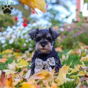 Leon, Miniature Schnauzer Puppy
