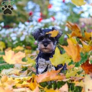 Leon, Miniature Schnauzer Puppy