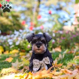 Leon, Miniature Schnauzer Puppy