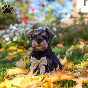 Leon, Miniature Schnauzer Puppy