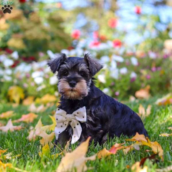 Leon, Miniature Schnauzer Puppy