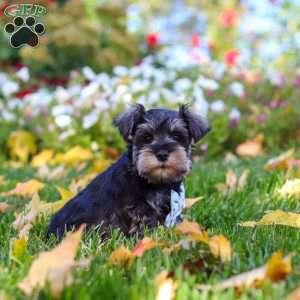 Leon, Miniature Schnauzer Puppy