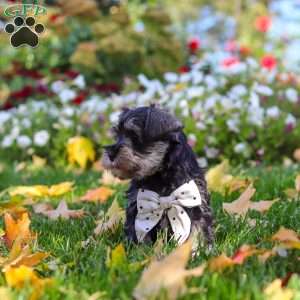 Leon, Miniature Schnauzer Puppy
