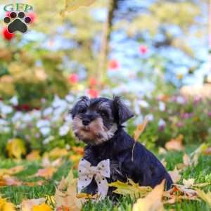 Leon, Miniature Schnauzer Puppy