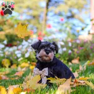 Leon, Miniature Schnauzer Puppy