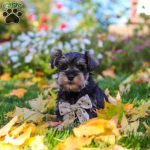 Leon, Miniature Schnauzer Puppy
