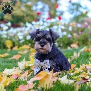 Leon, Miniature Schnauzer Puppy