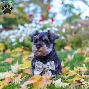 Leon, Miniature Schnauzer Puppy
