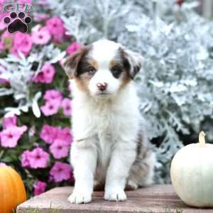 Leon, Miniature Australian Shepherd Puppy