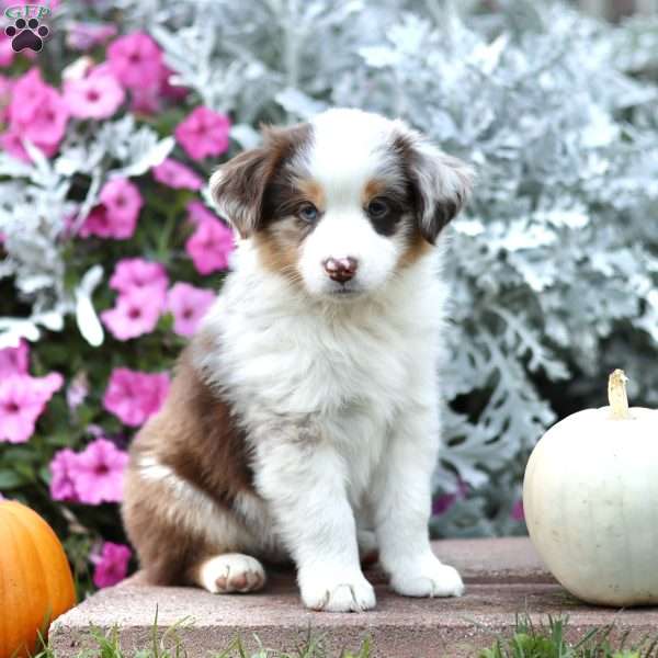 Leon, Miniature Australian Shepherd Puppy