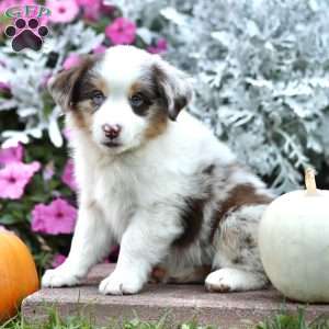 Leon, Miniature Australian Shepherd Puppy