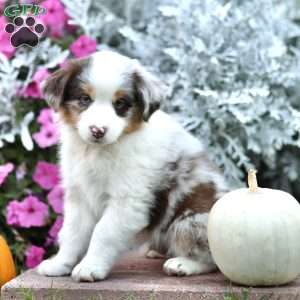 Leon, Miniature Australian Shepherd Puppy