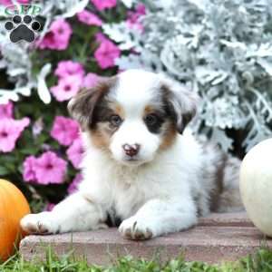 Leon, Miniature Australian Shepherd Puppy