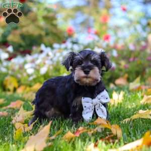 Leon, Miniature Schnauzer Puppy