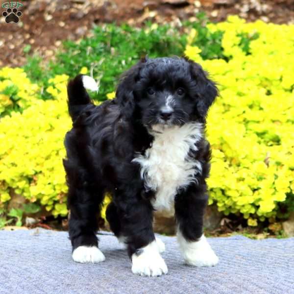 Lewis, Mini Bernedoodle Puppy