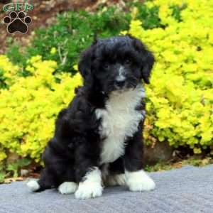 Lewis, Mini Bernedoodle Puppy