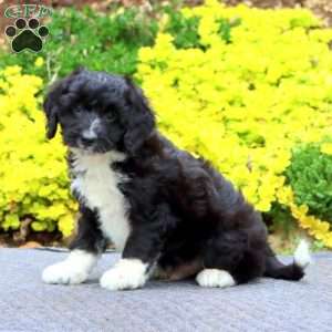 Lewis, Mini Bernedoodle Puppy