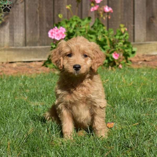 Lexi, Mini Goldendoodle Puppy