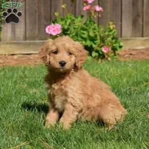 Lexi, Mini Goldendoodle Puppy