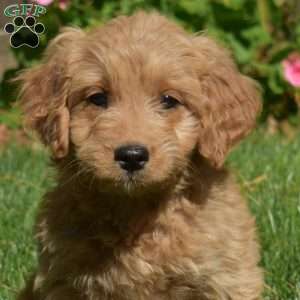 Lexi, Mini Goldendoodle Puppy