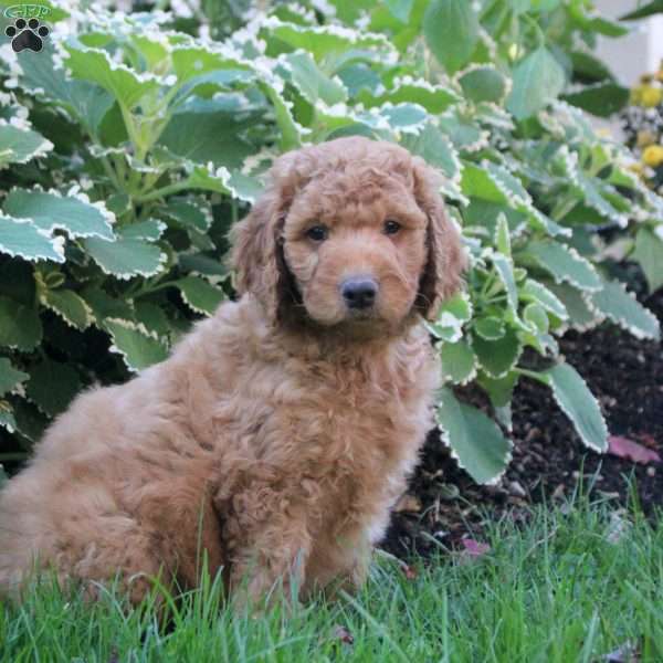 Liam, Goldendoodle Puppy