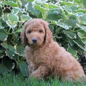 Liam, Goldendoodle Puppy