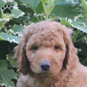 Liam, Goldendoodle Puppy