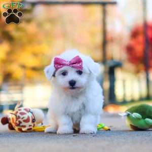 Lilah, Havanese Puppy