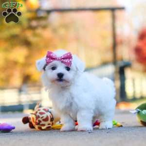 Lilah, Havanese Puppy