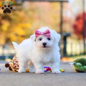 Lilah, Havanese Puppy