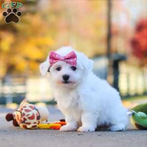 Lilah, Havanese Puppy