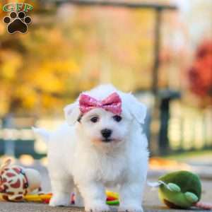 Lilah, Havanese Puppy