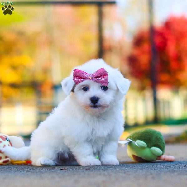 Lilah, Havanese Puppy