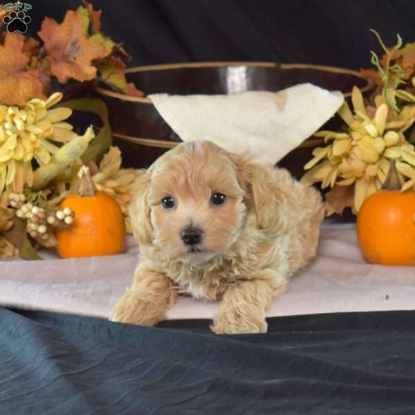 Lilly, Maltipoo Puppy