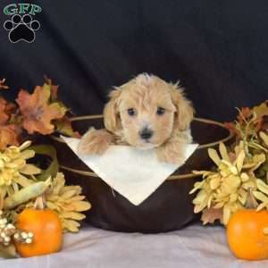 Lilly, Maltipoo Puppy