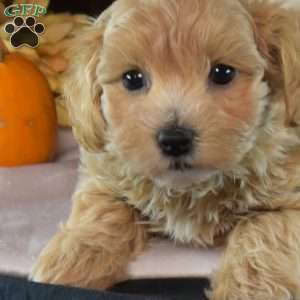 Lilly, Maltipoo Puppy