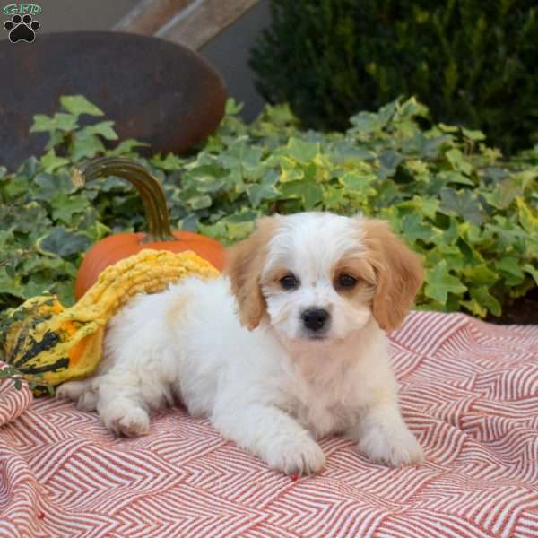 Lilo, Cavachon Puppy