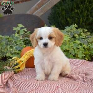 Lilo, Cavachon Puppy
