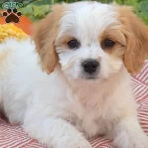 Lilo, Cavachon Puppy