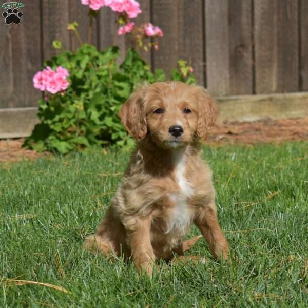 Lily, Mini Goldendoodle Puppy