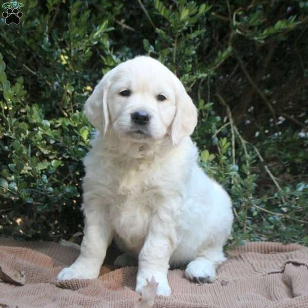Lily, Golden Retriever Puppy