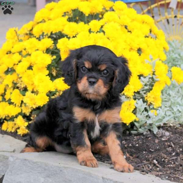 Lily, Cavalier King Charles Spaniel Puppy