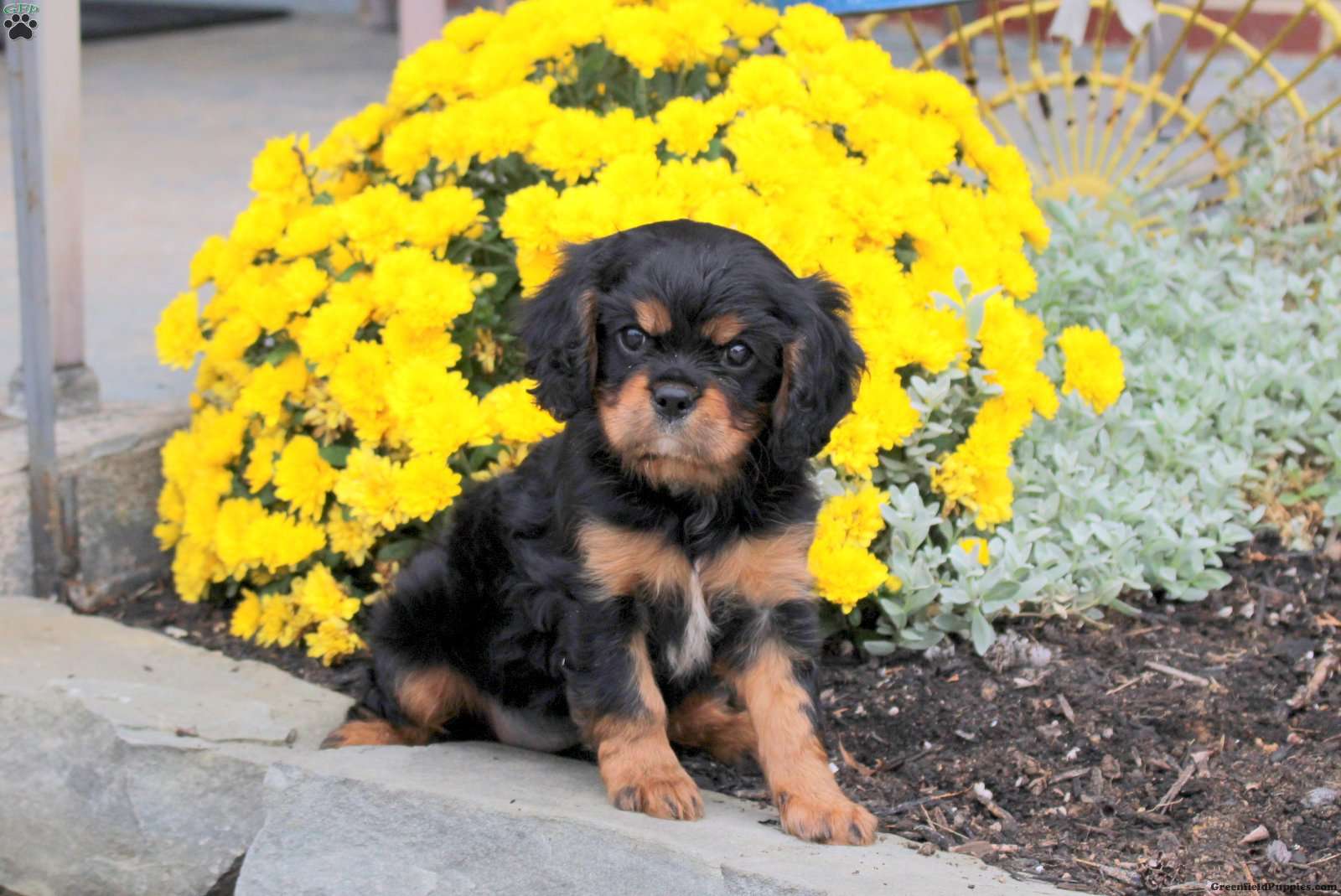 Lily (Cavalier King Charles Spaniel, Female) in Gap, PA