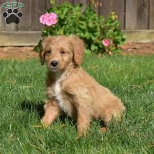 Lily, Mini Goldendoodle Puppy